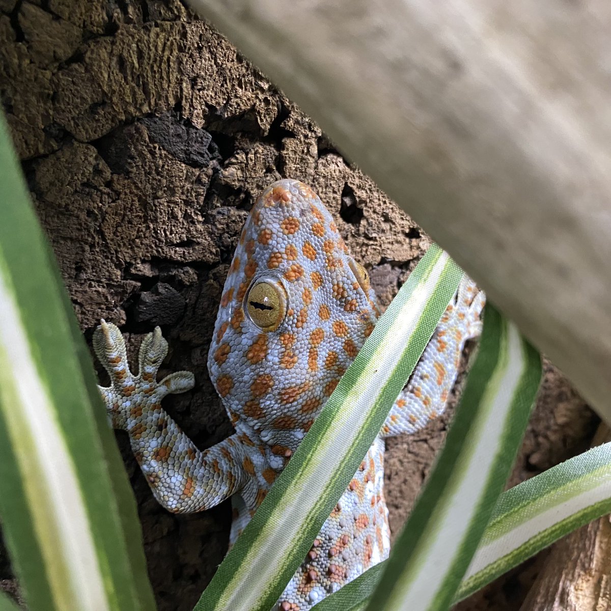 タイランドトッケイ 言わずと知れた大型ヤモリの中でもデカいヤツ