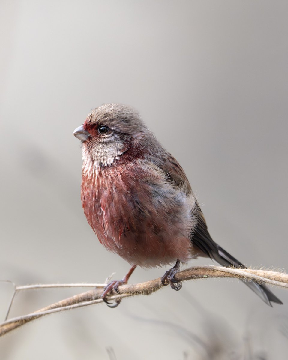 今年もベニマシコに会ってきました！