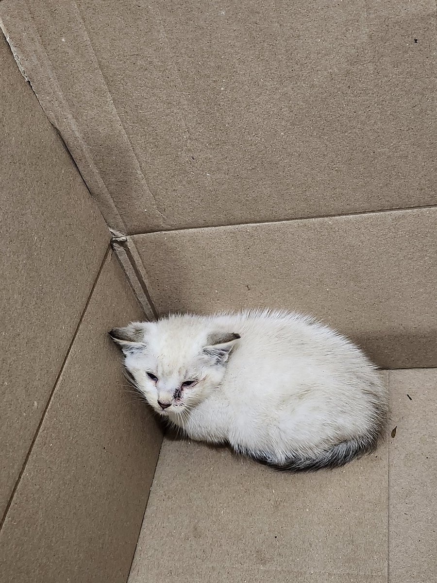 🐈 Ranae 🐈‍⬛ tweet media