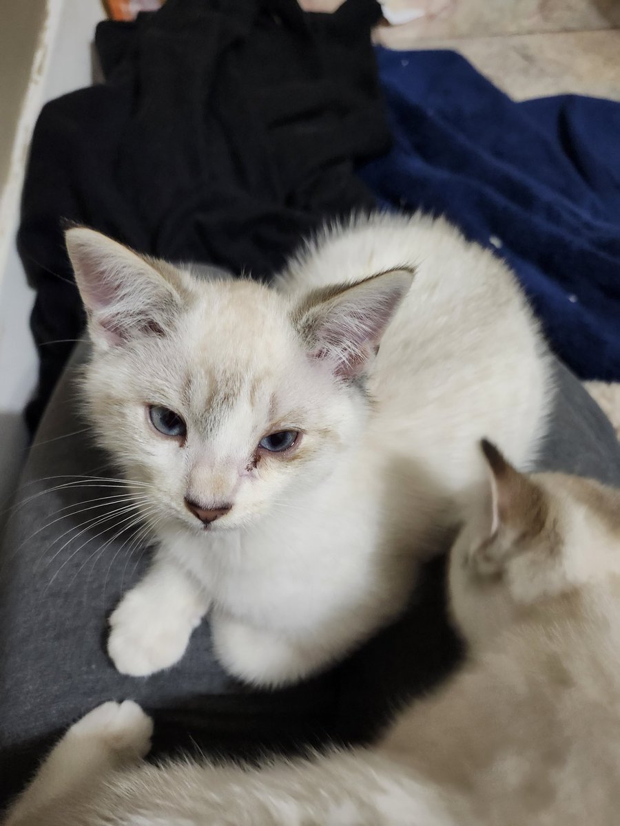 🐈 Ranae 🐈‍⬛ tweet media