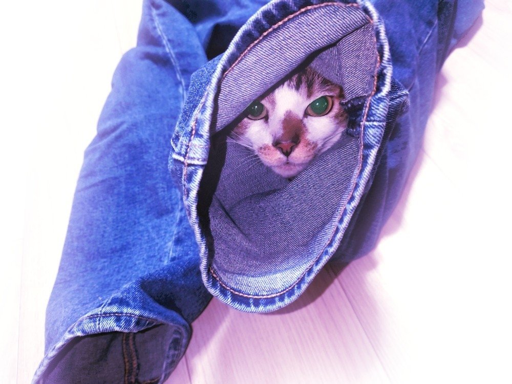 ねこしゃもじ 23区 6113582 どこかにもぐるのが大好きなねこ、飼い主がボトムを脱ぐとほぼ必ず