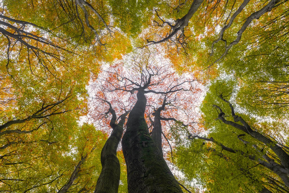 albertdrosphoto's tweet image. Some of my favourite forest photos from this year.