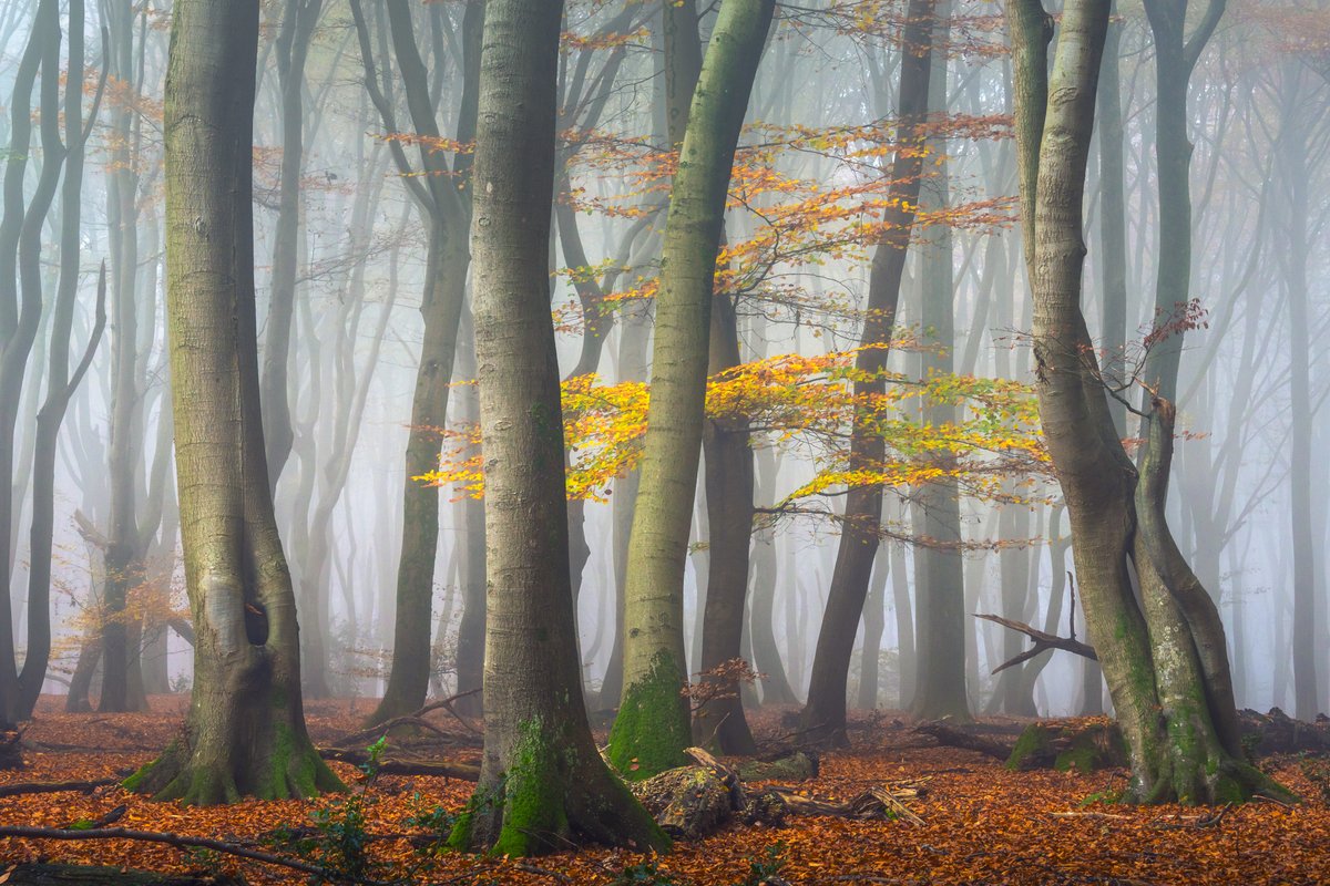 albertdrosphoto's tweet image. Some of my favourite forest photos from this year.
