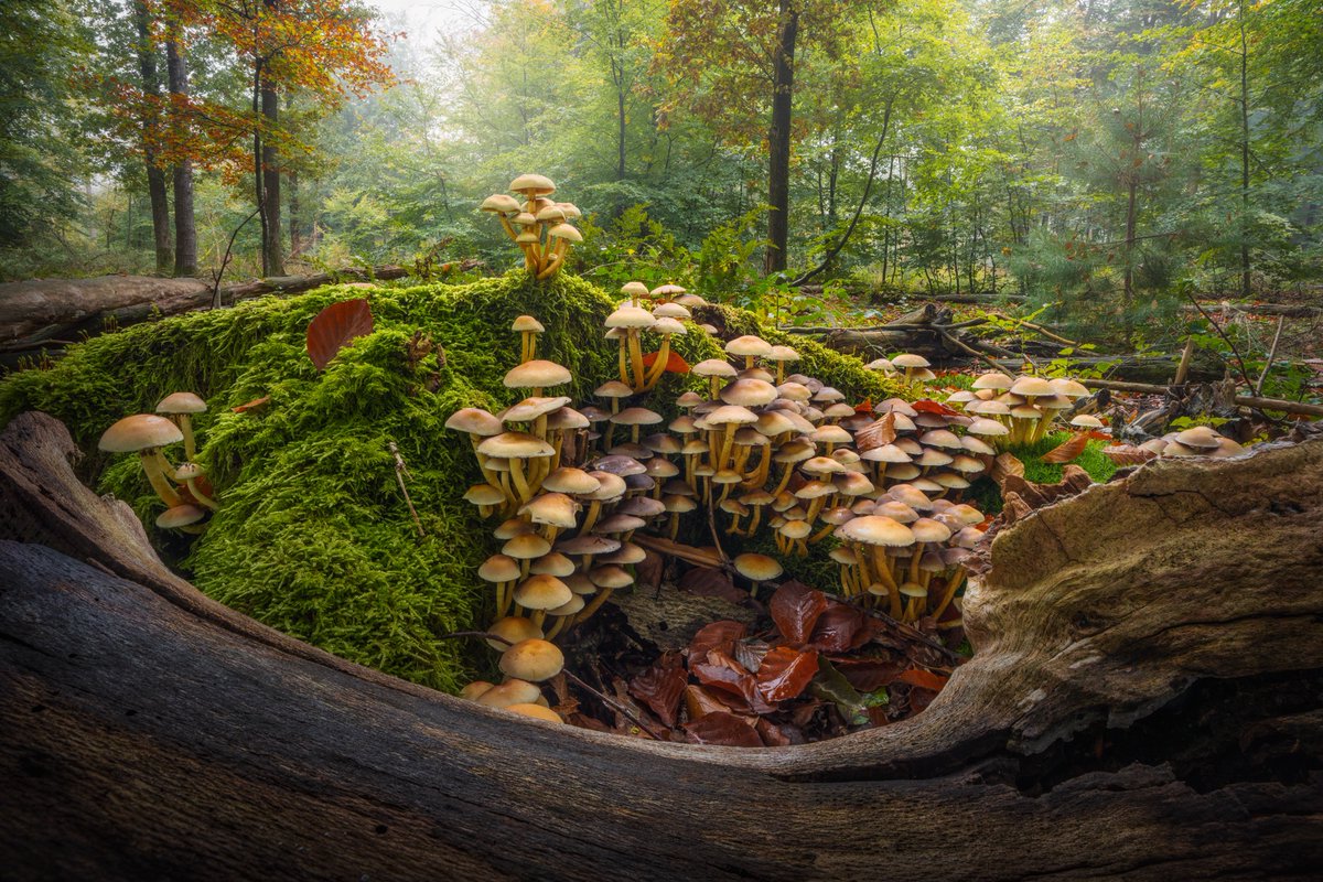 albertdrosphoto's tweet image. Some of my favourite forest photos from this year.