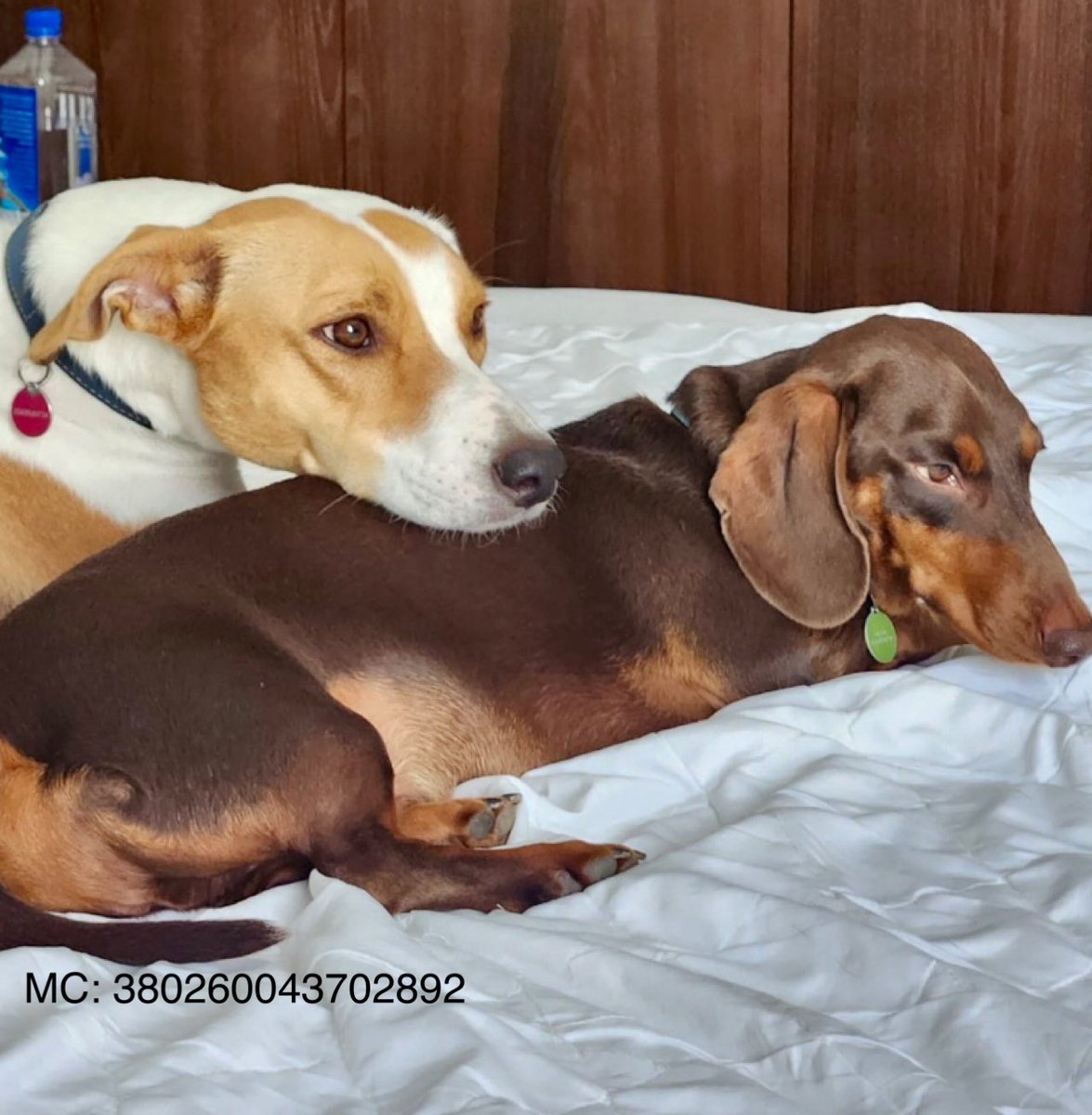 MADRADogRescue's tweet image. Bonded pair Otto and Daisy have always lived together, but family circumstances have changed

This shy, sheltered pair are looking for a calm, country home together so they can feel safe and secure 💙🐾

Can you help?

Details:👉 madra.ie/dog-profiles/
#AdoptDontShop #Ireland