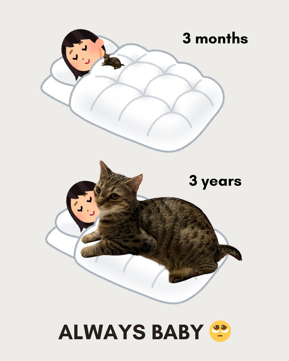 TheCatsX's tweet image. ALWAYS BABY