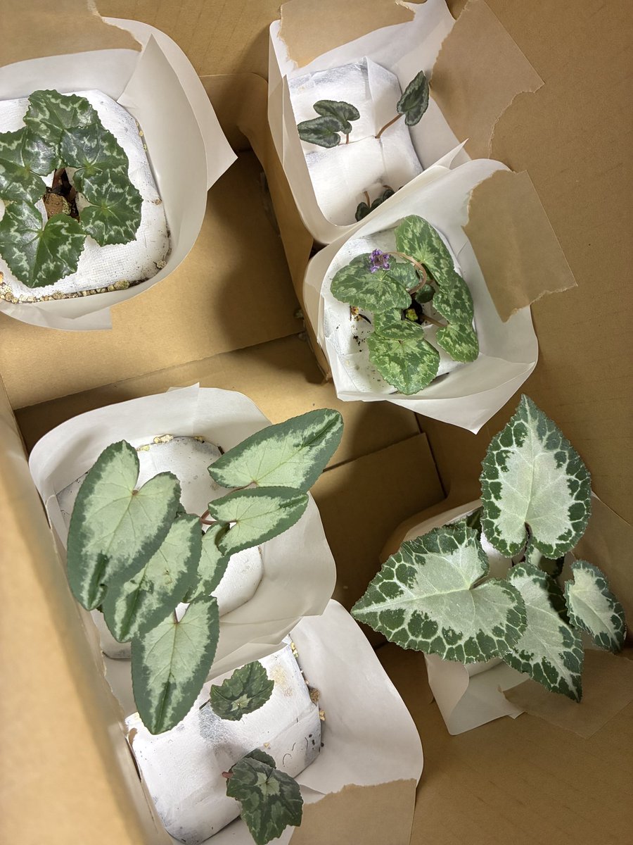 ご確認用です❣️ ﾁﾗｯ ってやつですね 久しぶりにネットでお迎えしましたわ