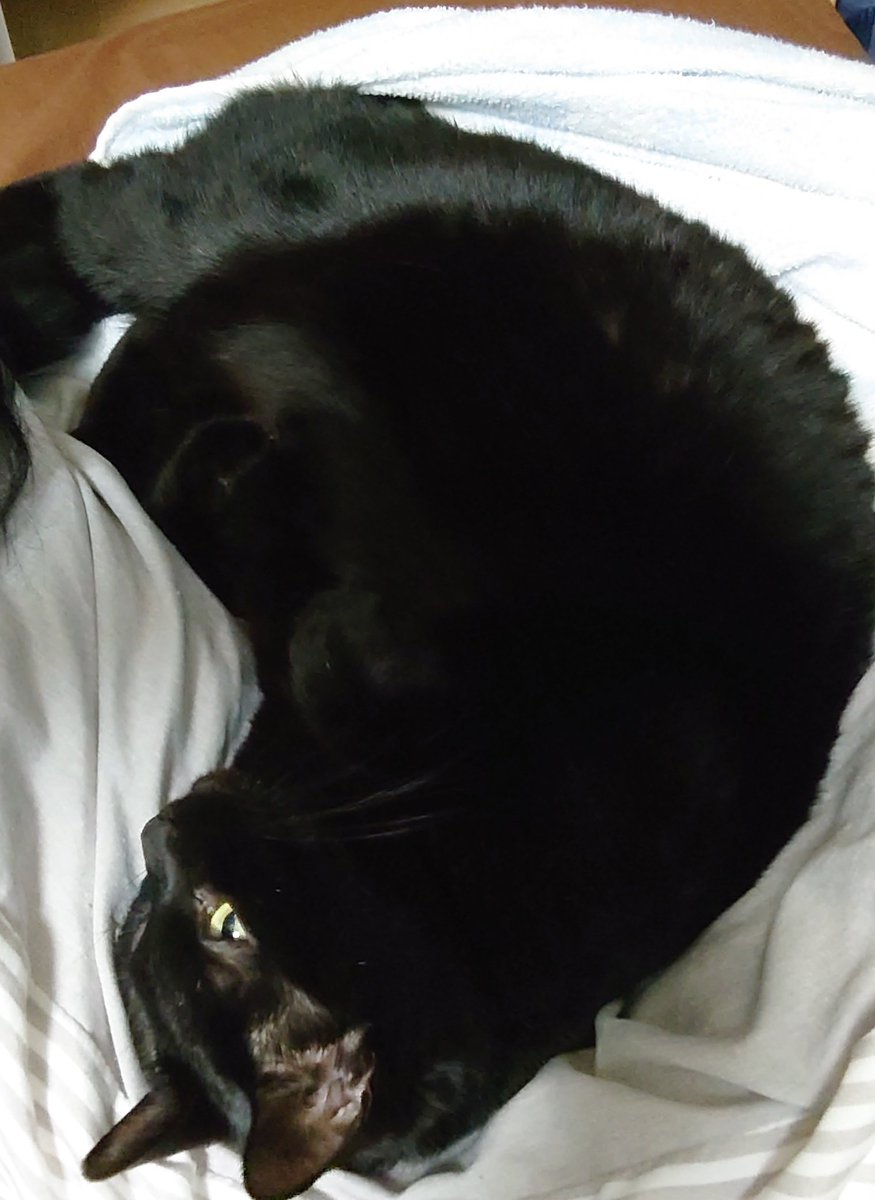 年末の忙しい時期に（明日まで仕事してます）、ベッドの上で猫様に盛大な吐き戻しをされ、家では無理なのでコインランドリー行くはめに

でも可愛いから仕方ない。。。。

🐈‍⬛🐾