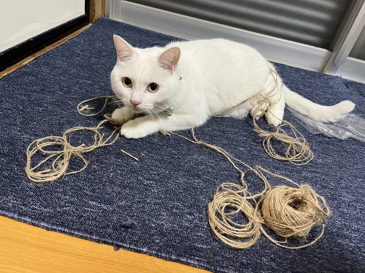 ごりちゃん (@gori_chan877) / Posts / X