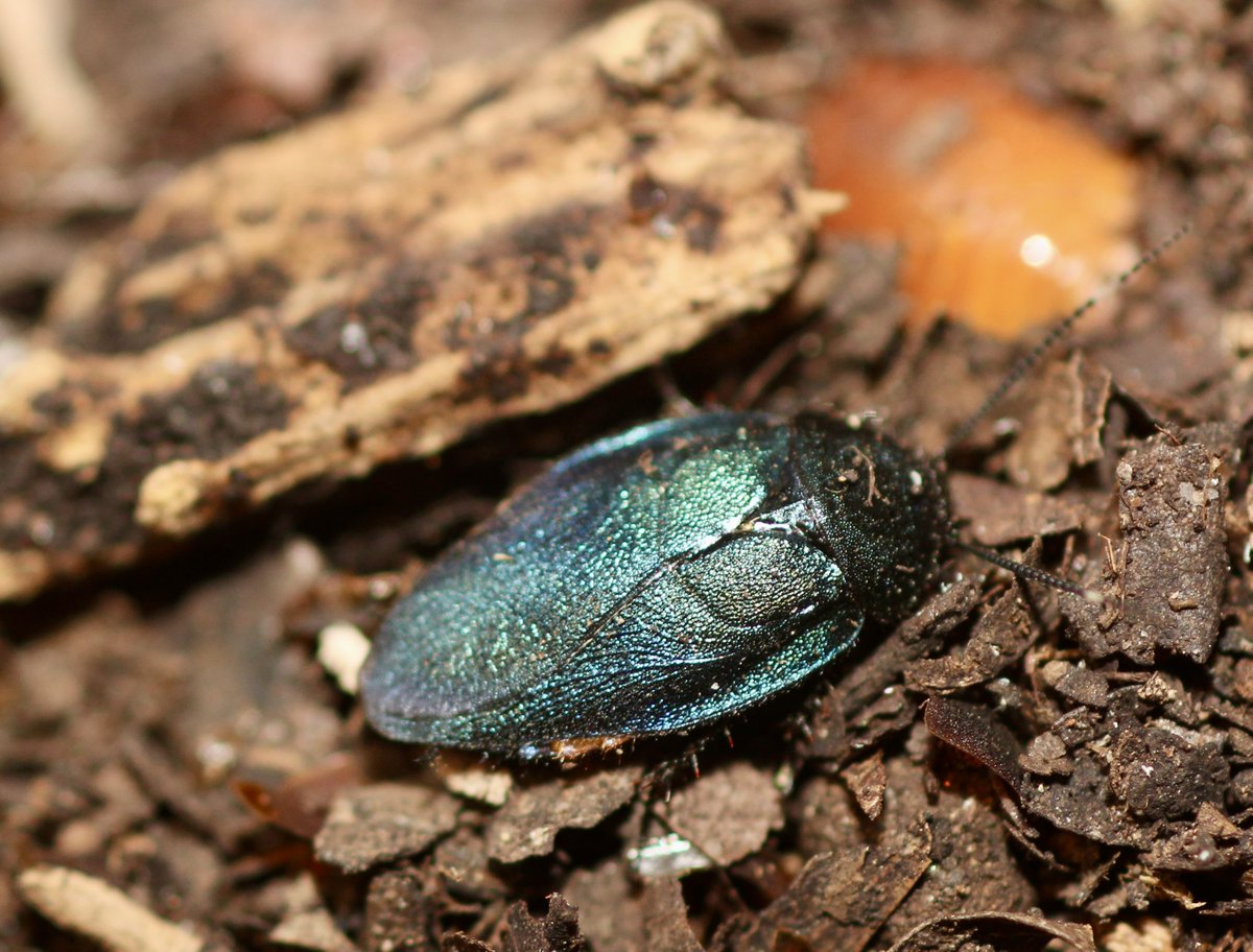 しおん (@AsikSvlKJHyZpPr) / Posts and Replies / X