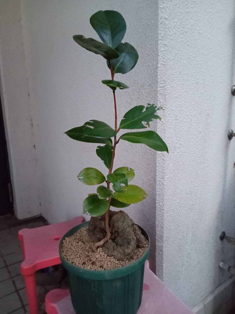 2cherry_farm's tweet photo. 椿
実生3年苗　樹高45cm
植替と共に石も本命に交換完了 https://t.co/8pZRCpJHfE