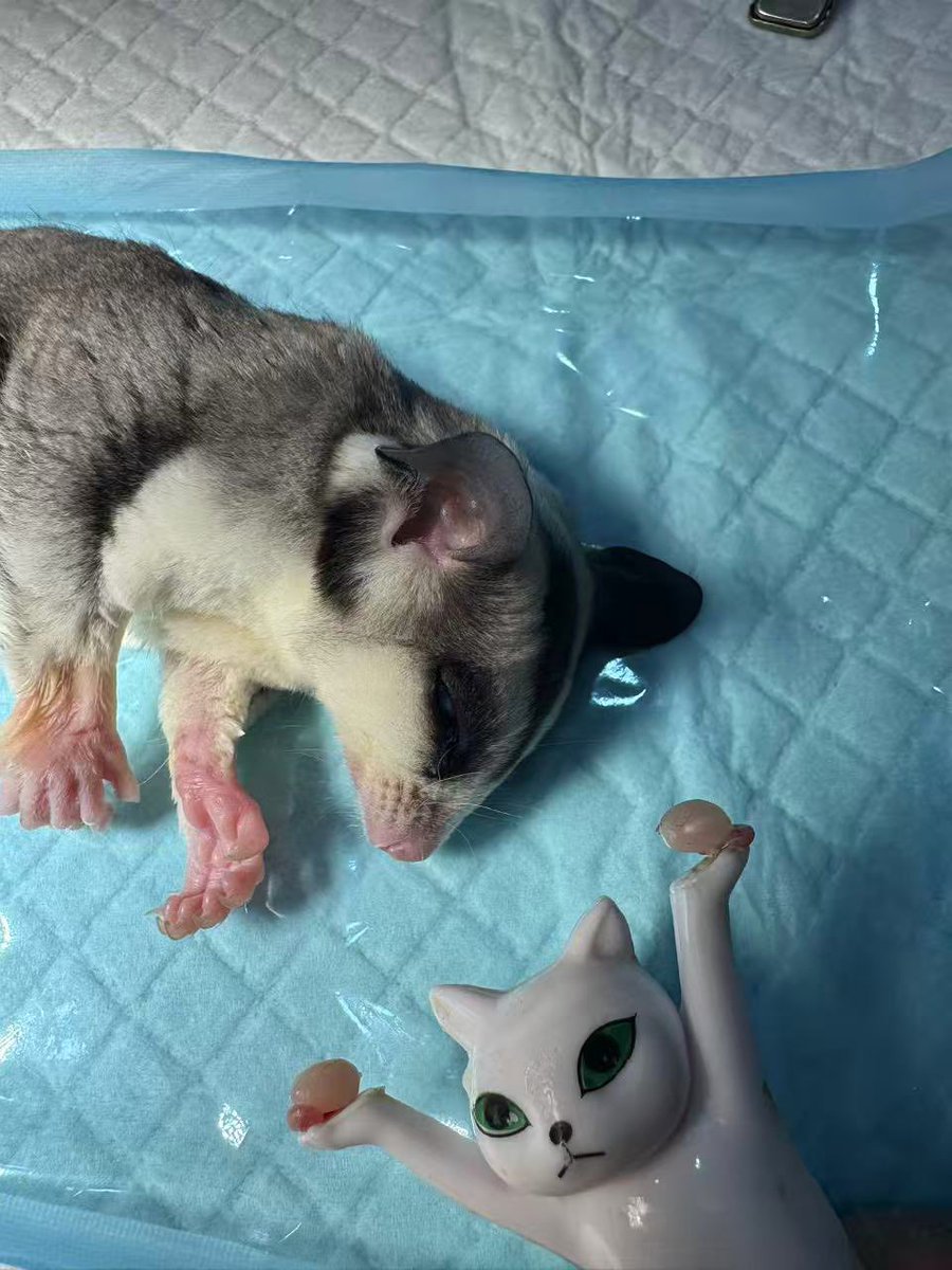 烙饼章鱼不吃烙饼 tweet media