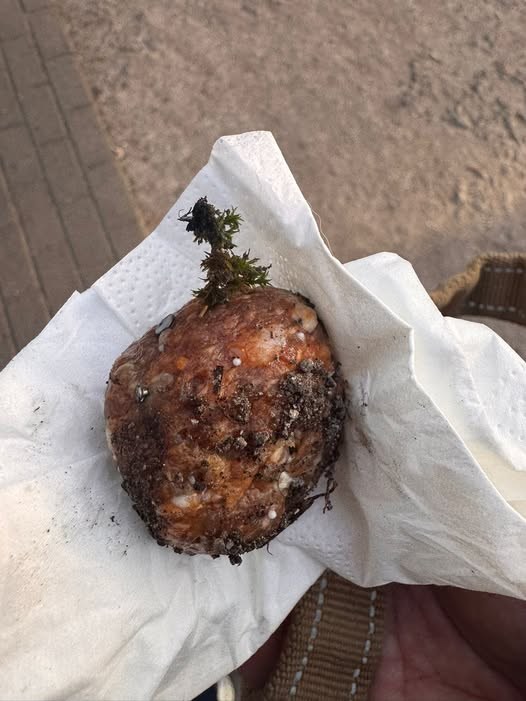 Rund um das Tier Ruhrpott Kopie:
ACHTUNG
Achtung Köder 
am 27.12.2025
in 45711 Datteln, Im Lohbusch
Kopie:
Heute Morgen wurden im Lohbusch Hackbällchen mit Tabletten, Nägeln und Splittern gespickt gefunden. Passt auf eure Hunde auf!