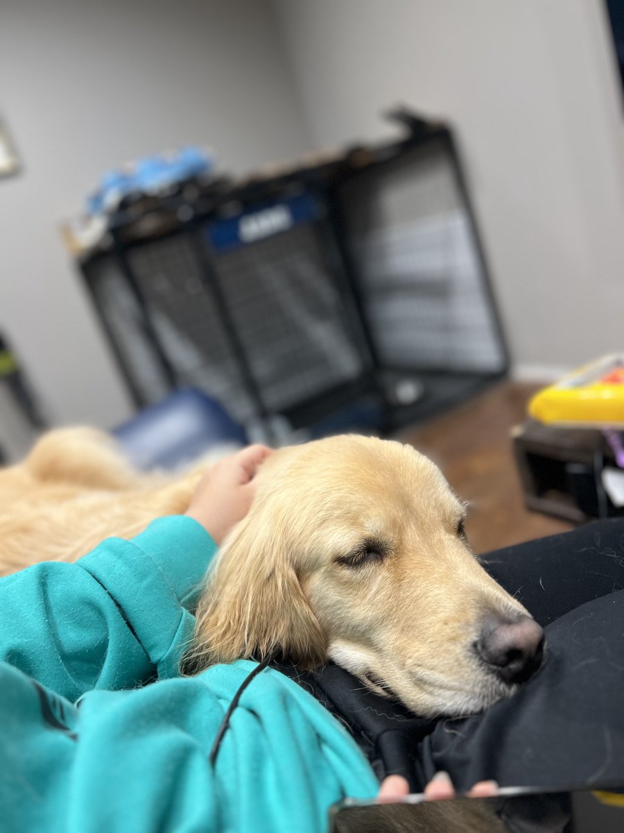 simonotseki's tweet photo. 嫁の膝枕で寝る犬 https://t.co/8D1m48SCcN