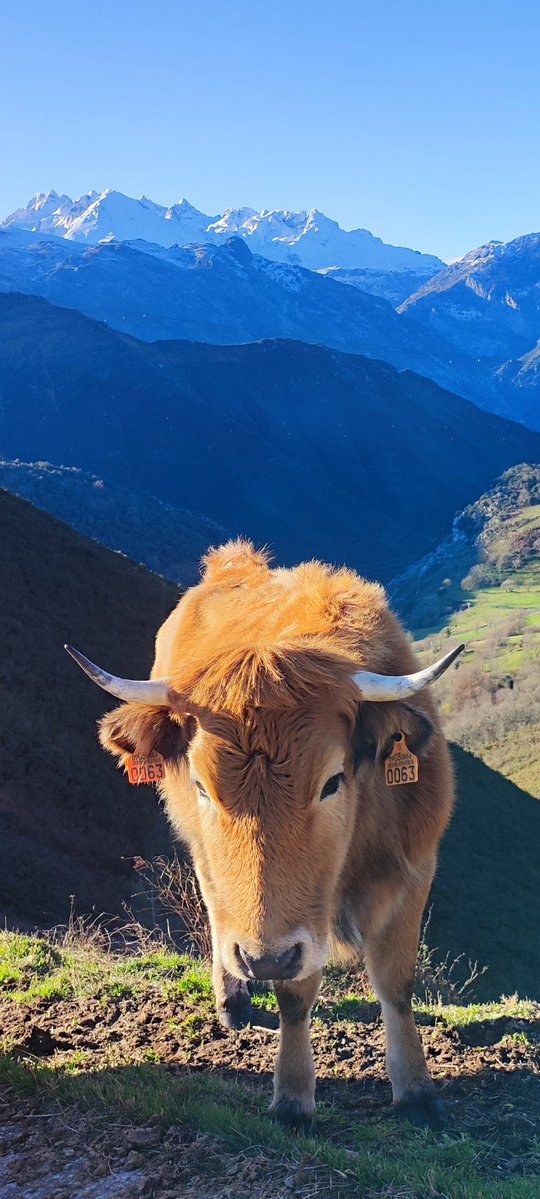 Buenos días <a href="/TurismoAsturias/">TurismoAsturias</a>