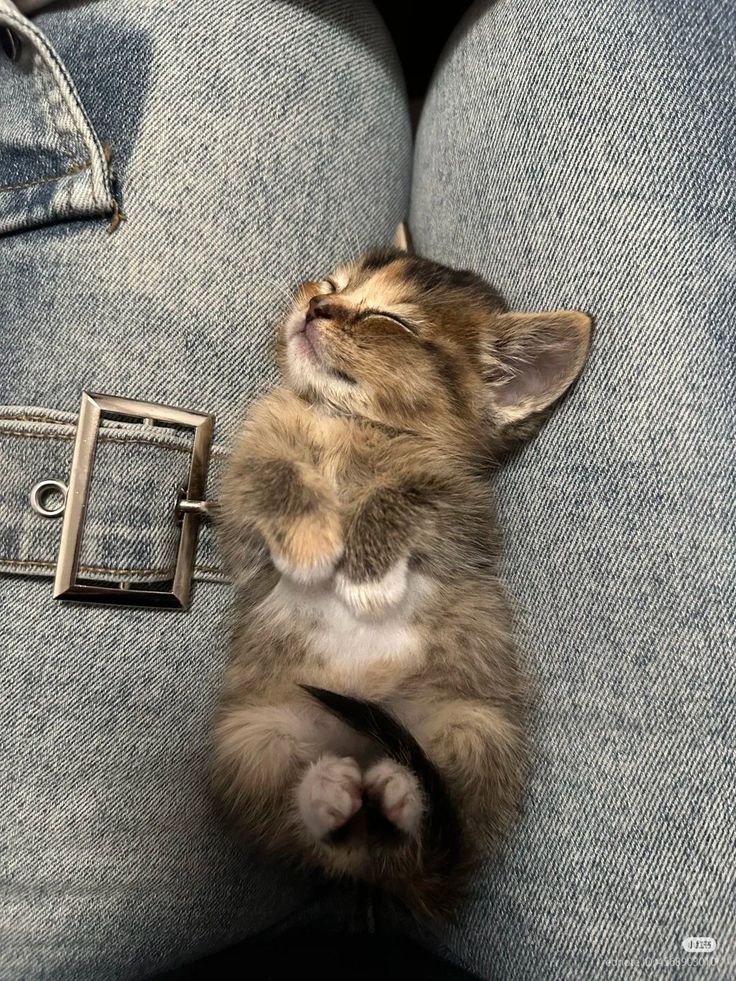 kitten_zukan's tweet image. 