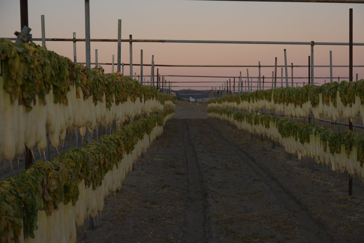 qiciwon's tweet image. 三浦海岸の大根を見に行った