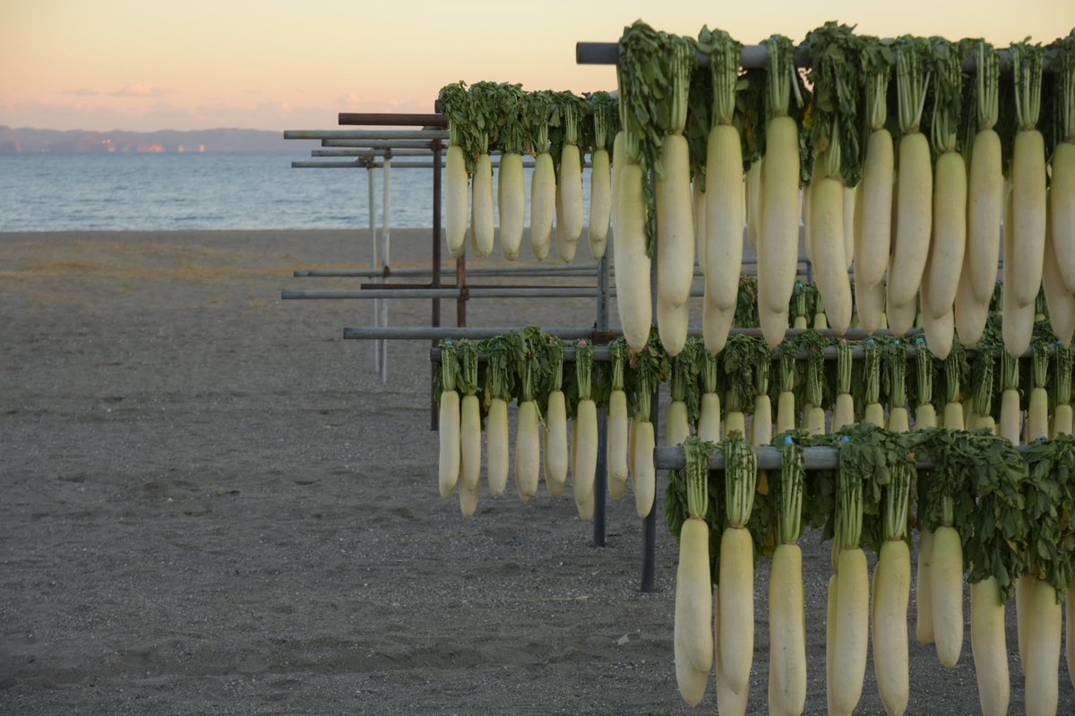 qiciwon's tweet image. 三浦海岸の大根を見に行った
