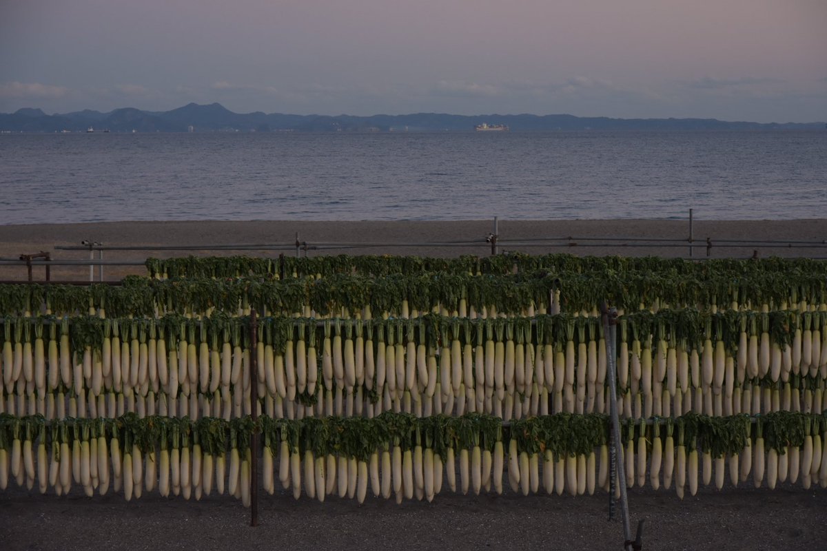 qiciwon's tweet image. 三浦海岸の大根を見に行った