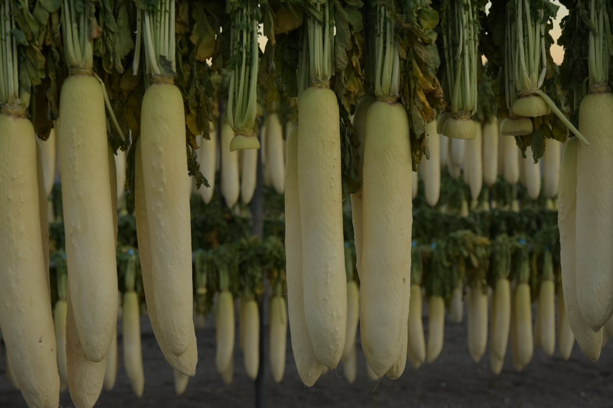 qiciwon's tweet image. 三浦海岸の大根を見に行った