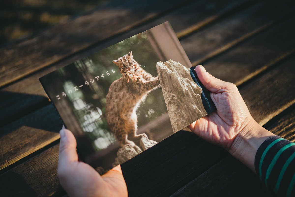 ズーラシアで過ごすツシマヤマネコ、こうの3年間の日々を綴ったフォトブックができました。
「こうのずーラシアぐらし」
きままに暮らすこうの魅力が伝えられればうれしいです。
サークル名 : やまねこやこねまや
C107、12/31 西1 つ 04a
A5横 / 64p / ￥2,000

(商品撮影:  <a href="/sheep_tomiyama/">富山ひつじ</a> 様)