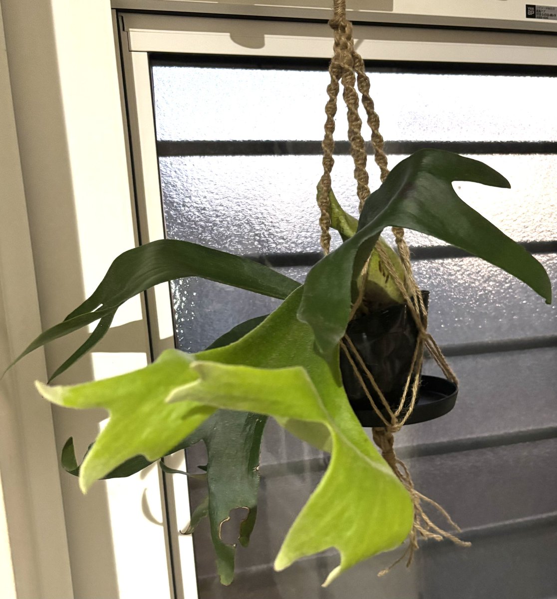 たぶんmitsu tweet media