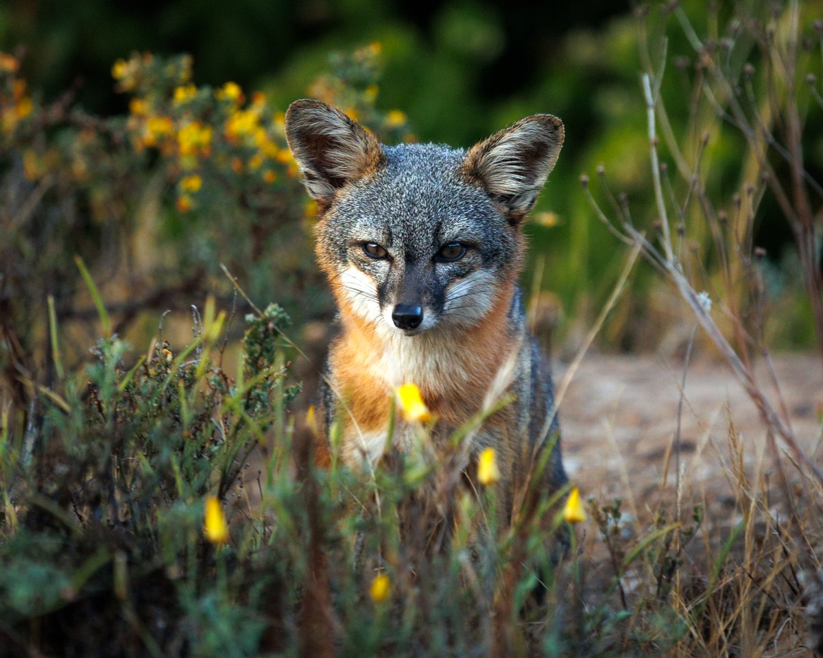 On this day in 1973, the Endangered Species Act was signed into law. For 52 years, it has helped protect plants and wildlife for future generations. We are grateful for the species brought back from the brink and for the work that continues each day to support recovery.