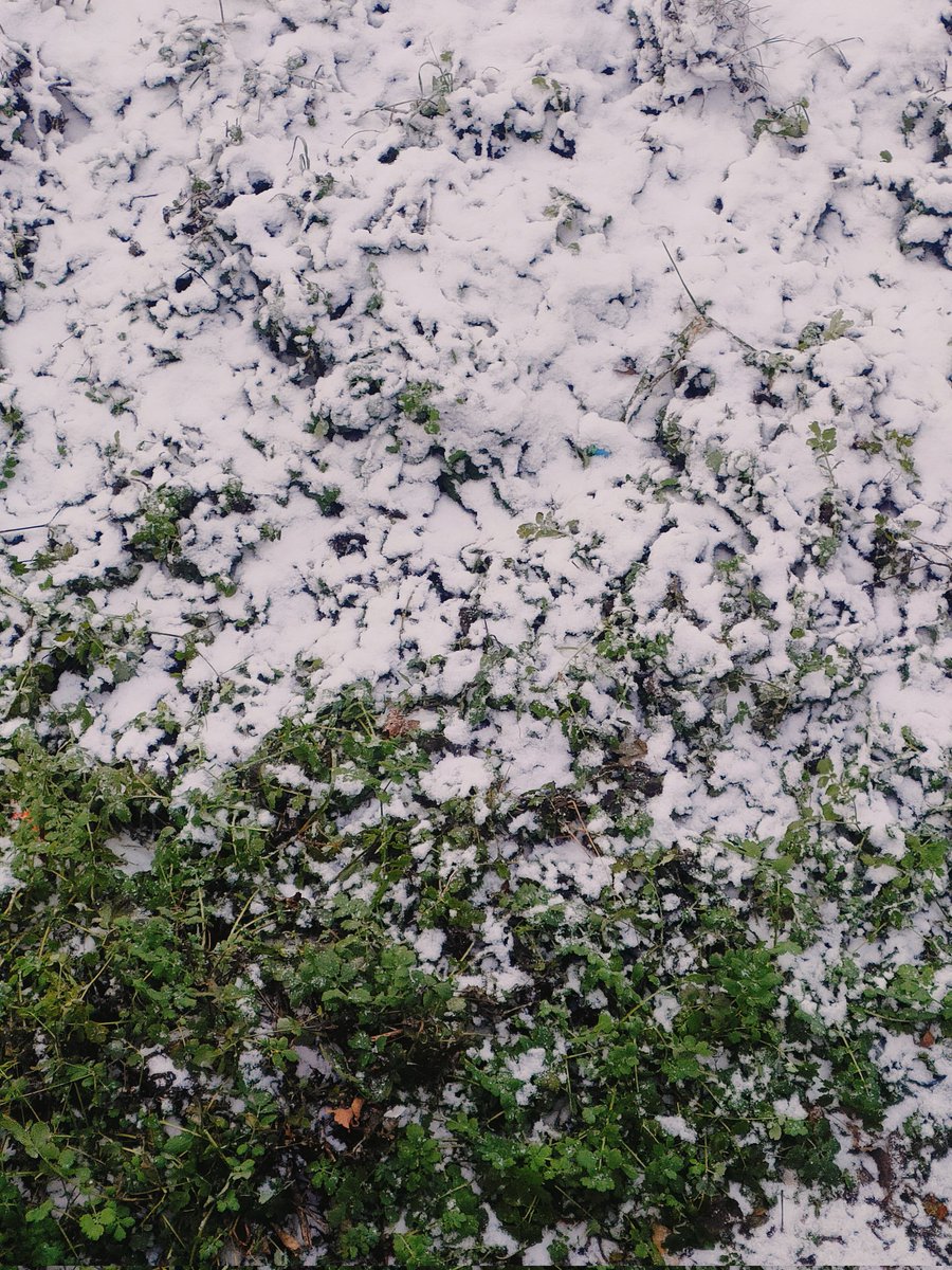 yonabeef's tweet image. 