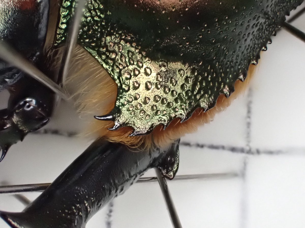 蕭聖翰 (@oba72367r) / Posts / X