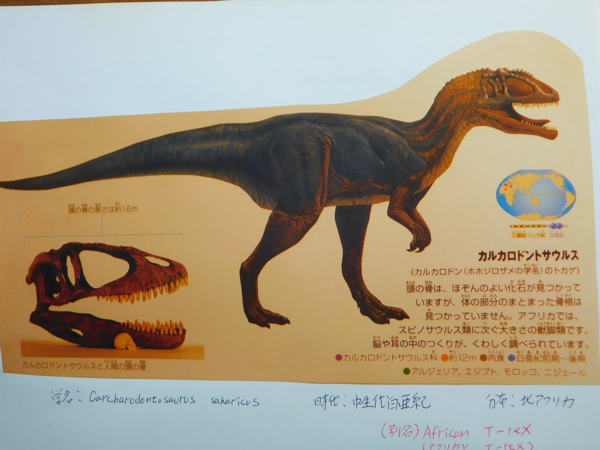 カルカロドントサウルスの巨大歯化石🦖」全長12mの白亜紀の最大級の