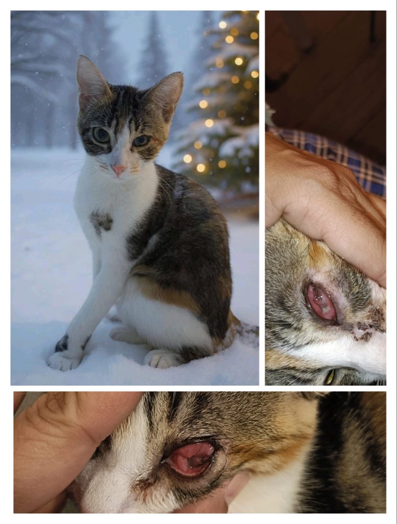 MASCOTOMARES tweet media