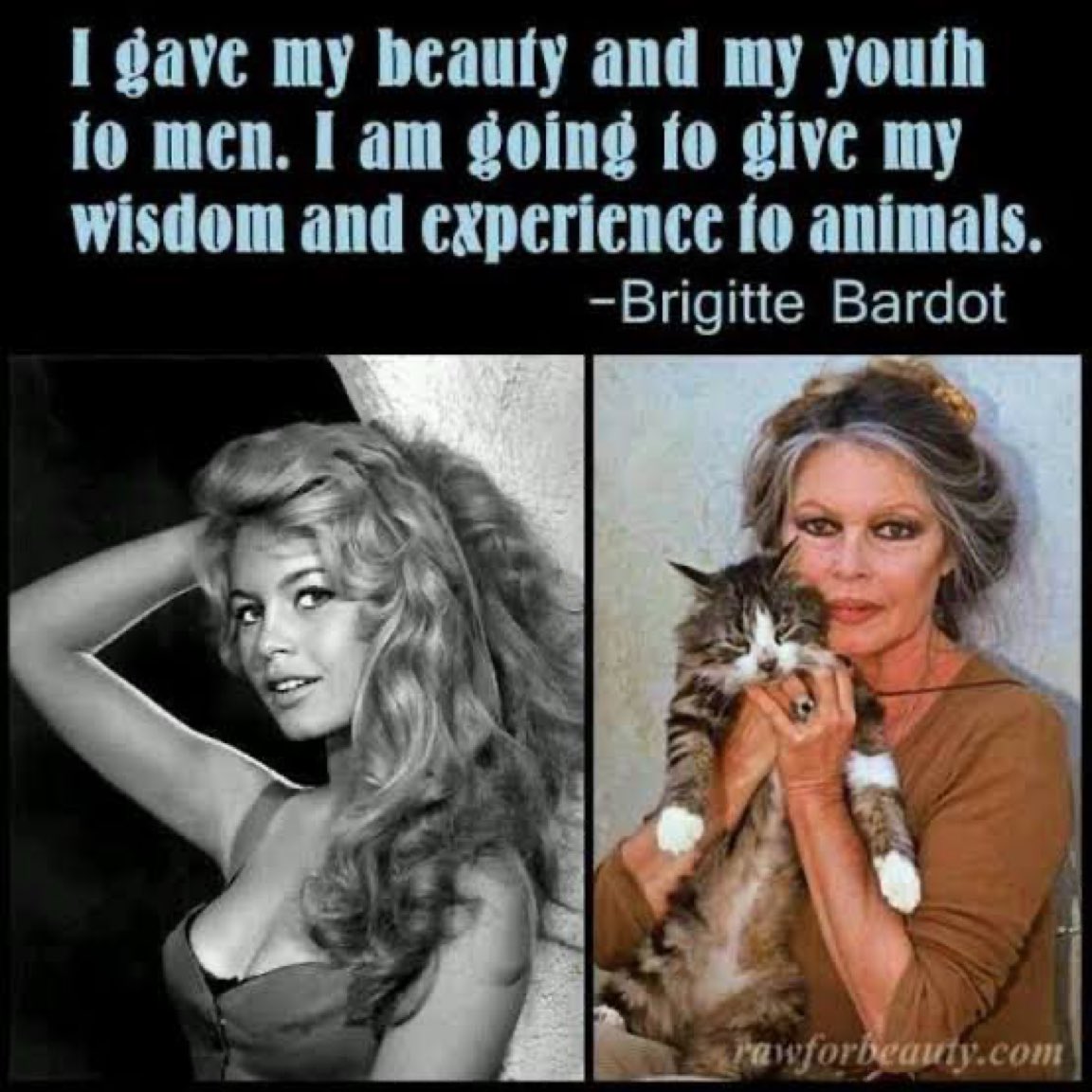 Thanks for saving the animals