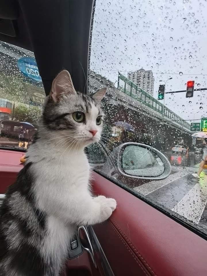 nekocatts's tweet photo. Rainy day 🌧️ https://t.co/ci5kDEY5Tt
