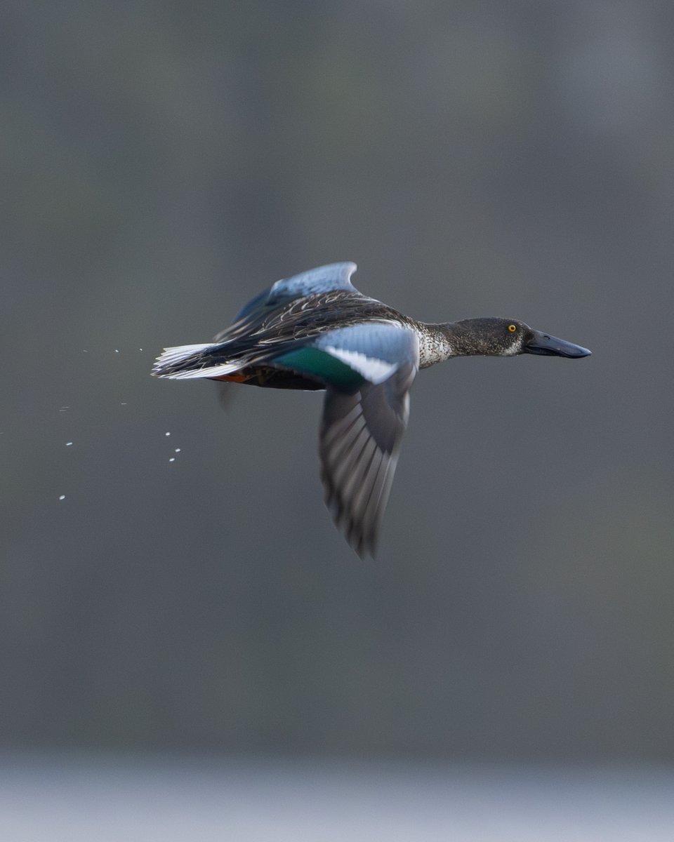 #northernshoveler 
#ハシビロガモ 
#琵嘴鴨 
#birdwatchingphotography #birding #wildlifephotography  
#incrediblesichuan