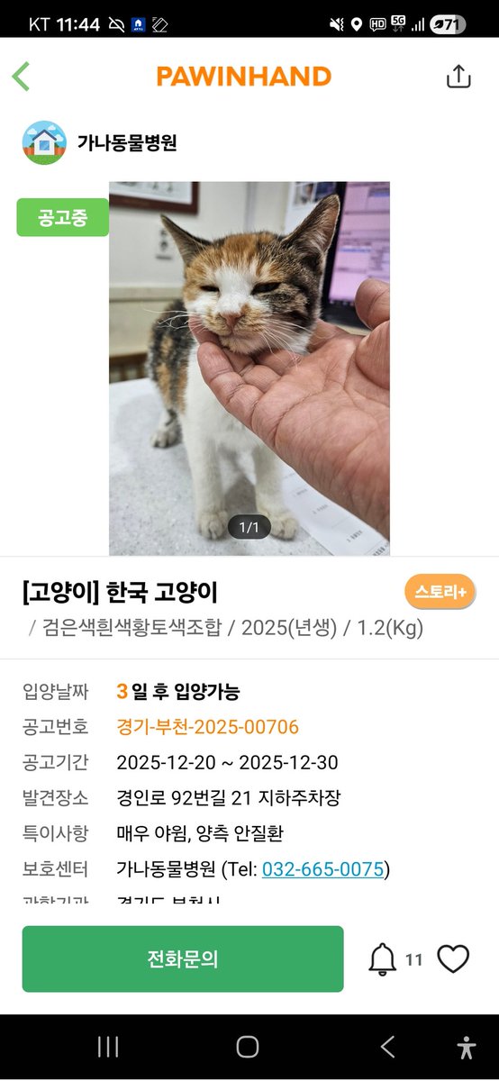 보광동냥이들 임보처구함 동물알티계 (@private_hongcha) on Twitter photo 