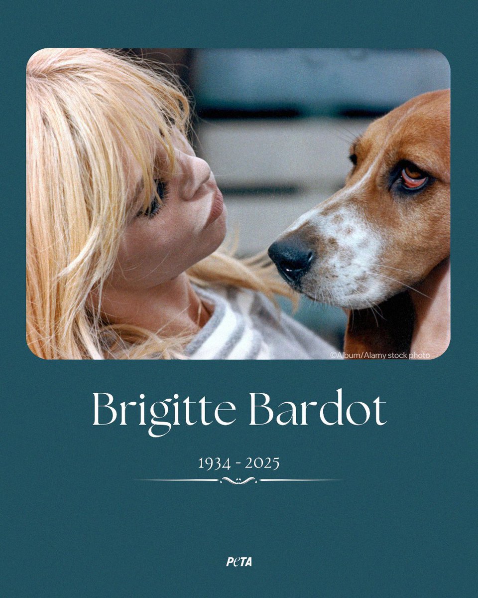 Rest in peace, Brigitte Bardot 🤍 From rescuing pigeons in Saint-Tropez to cherishing her beloved dogs, Brigitte was an angel for animals. A longtime vegetarian and fierce advocate for all species, she sold her jewelry and personal possessions to start a sanctuary and defend