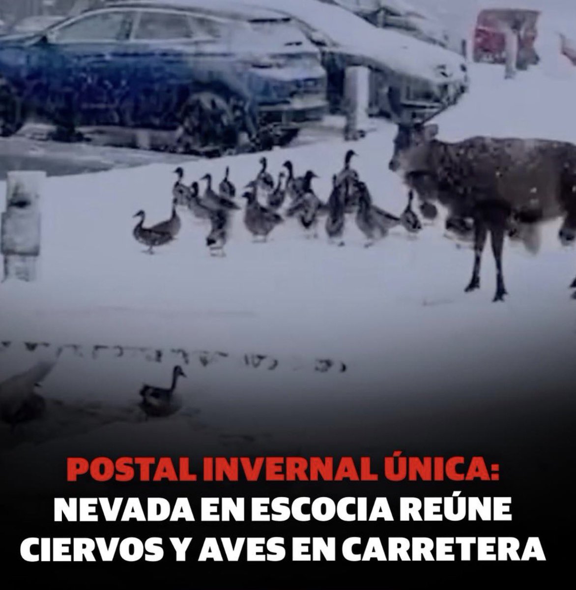 Sofía de Ciervo (@sofiadeciervo) • Instagram photos and videos, image size:1172x1200