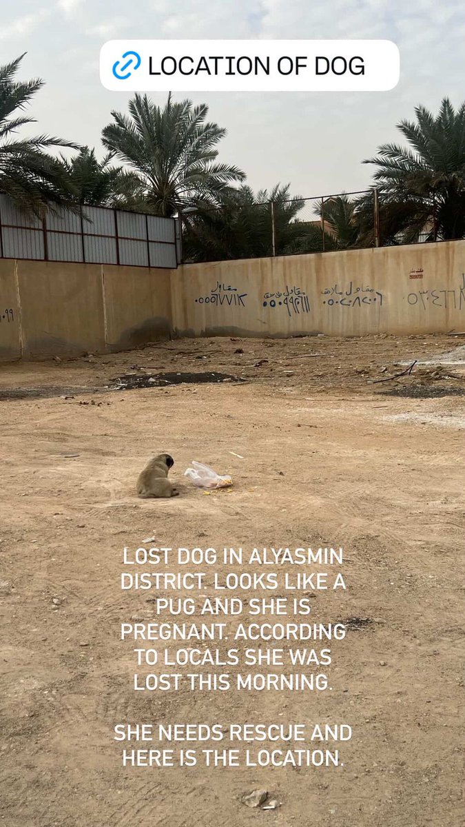 Riyadh Animals tweet media