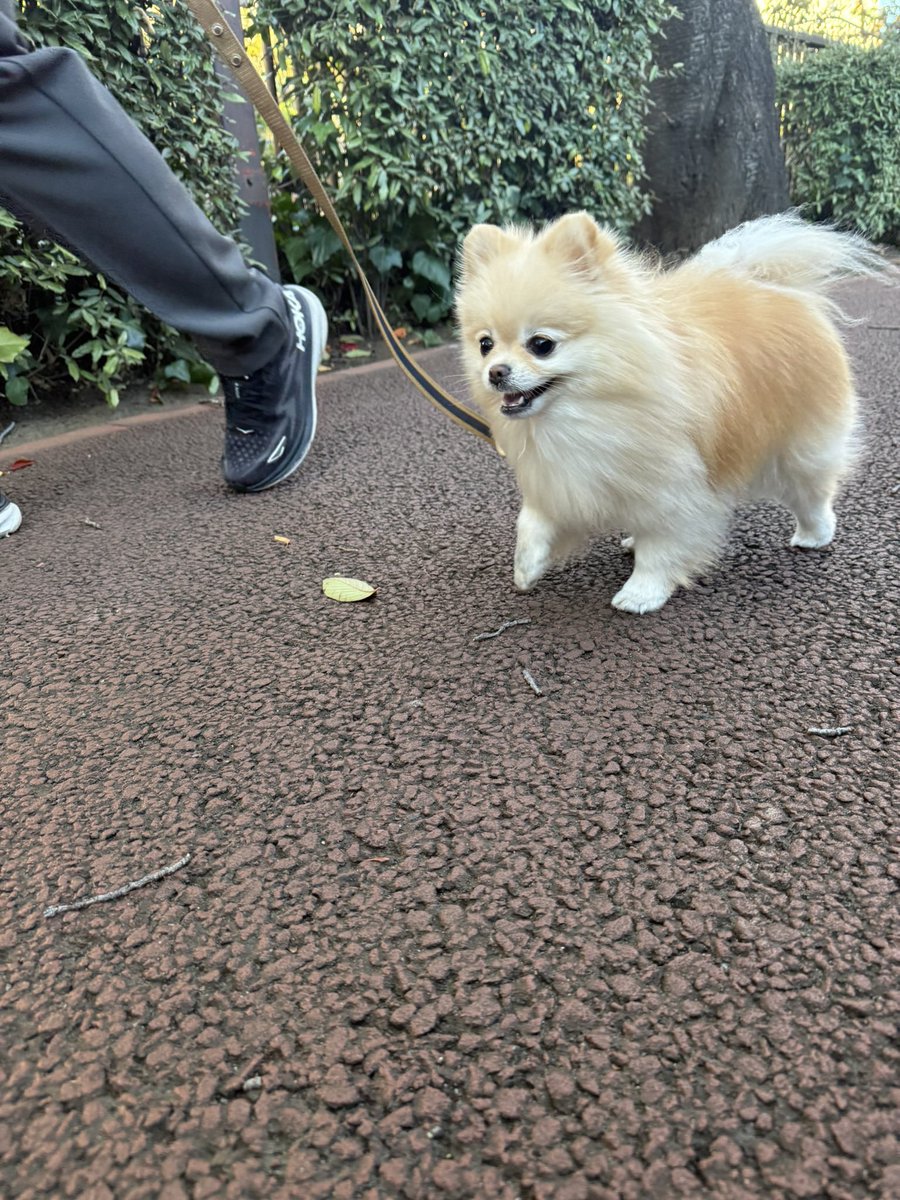 ポメラニアンの若様 (@pomeranian_waka) / Posts / X