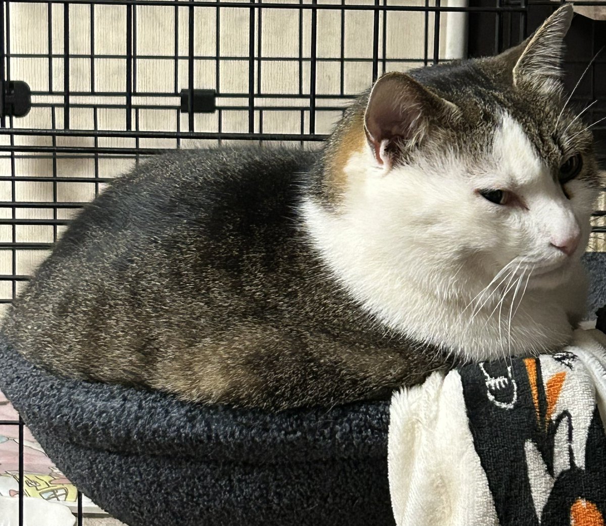 ☺︎☻☺︎☻☺︎☻ MAKING ALL 56 SMILEY EMOJIS! ☺ DIY Polymer Clay Tutorial