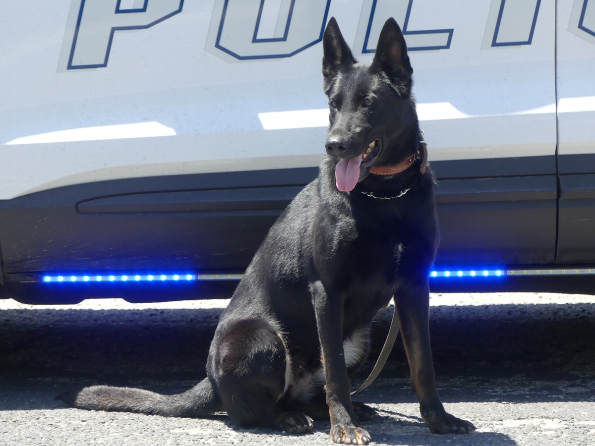 SERVPRO's tweet image. SERVPRO of Bastrop recently supported their local heroes by sponsoring the first K9 officer for the Schulenberg Police Department in Texas.

Semper, named for Semper Fi, is keeping the community safe while making a big impact on the streets and in the hearts of local residents.…
