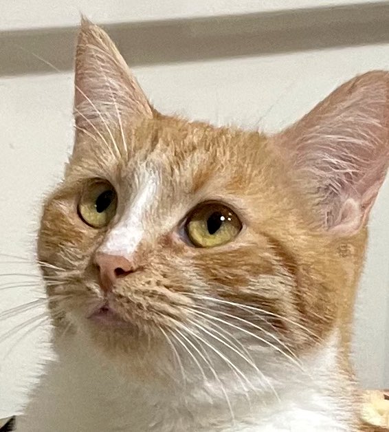 Kar yağmaya başladı ve kedimden hiçbir haber yok 😭 Allah’ım lütfen iyi ve güvende olsun 😓🤲🏻