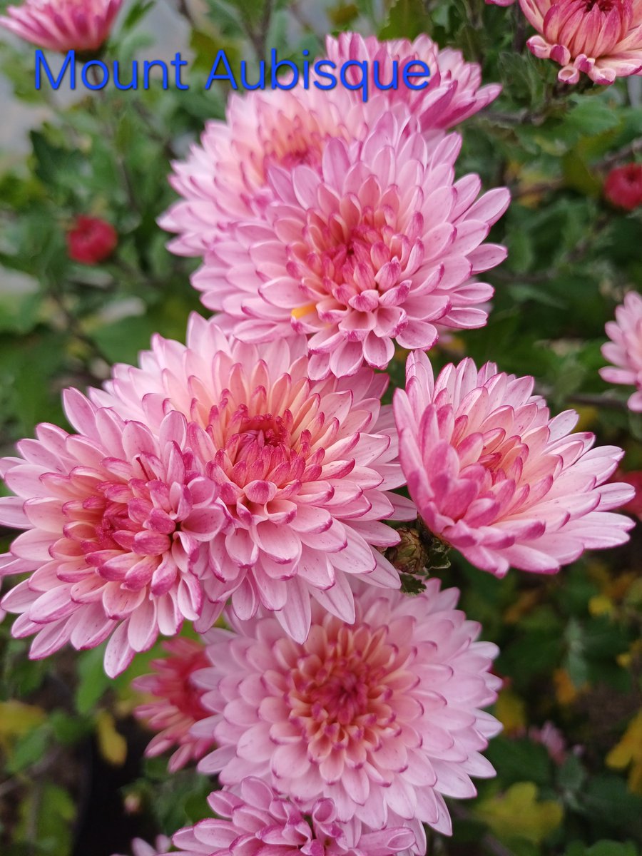 villaribo2016's tweet image. 1.Mount Aubisque
2.Mount Leone
3.Mount kenya
4.Баккарді жовта
Особисто я віднесла їх до гіллячкових.Гарні великі кущі,які норм висадить на дворі.
Цвітіння жовтень.Середня висота.