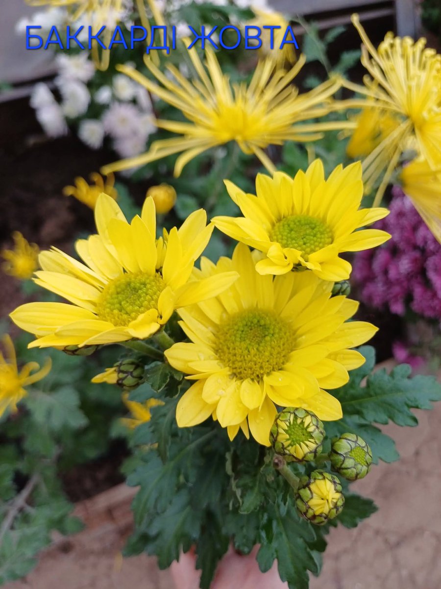 villaribo2016's tweet image. 1.Mount Aubisque
2.Mount Leone
3.Mount kenya
4.Баккарді жовта
Особисто я віднесла їх до гіллячкових.Гарні великі кущі,які норм висадить на дворі.
Цвітіння жовтень.Середня висота.