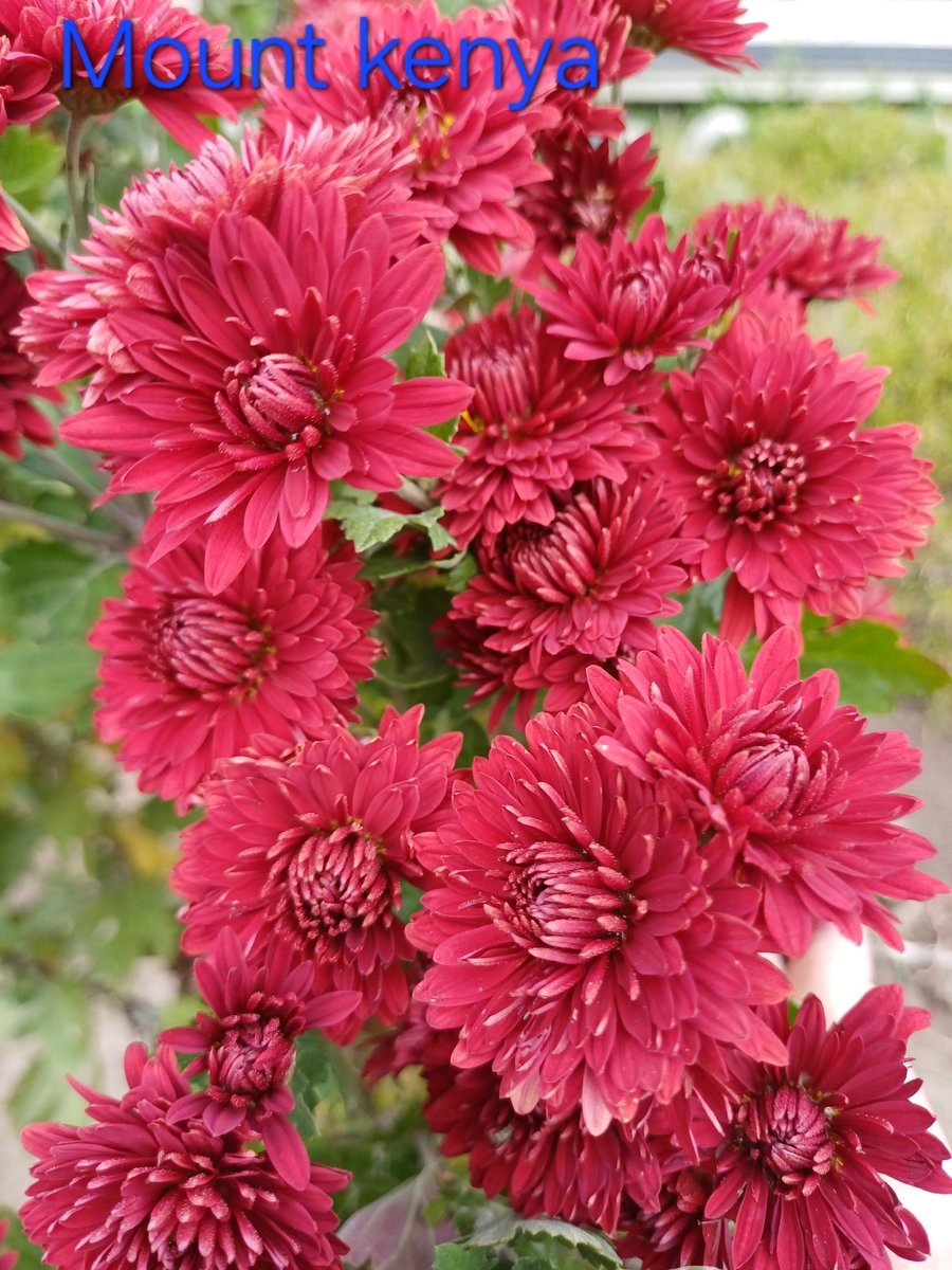 villaribo2016's tweet image. 1.Mount Aubisque
2.Mount Leone
3.Mount kenya
4.Баккарді жовта
Особисто я віднесла їх до гіллячкових.Гарні великі кущі,які норм висадить на дворі.
Цвітіння жовтень.Середня висота.