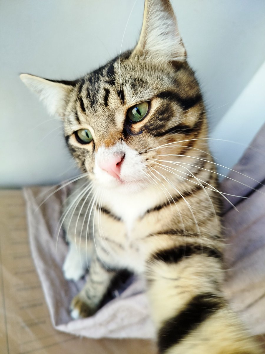 صغرون كتكوتي اختفى منذ الصباح
 🥺💔