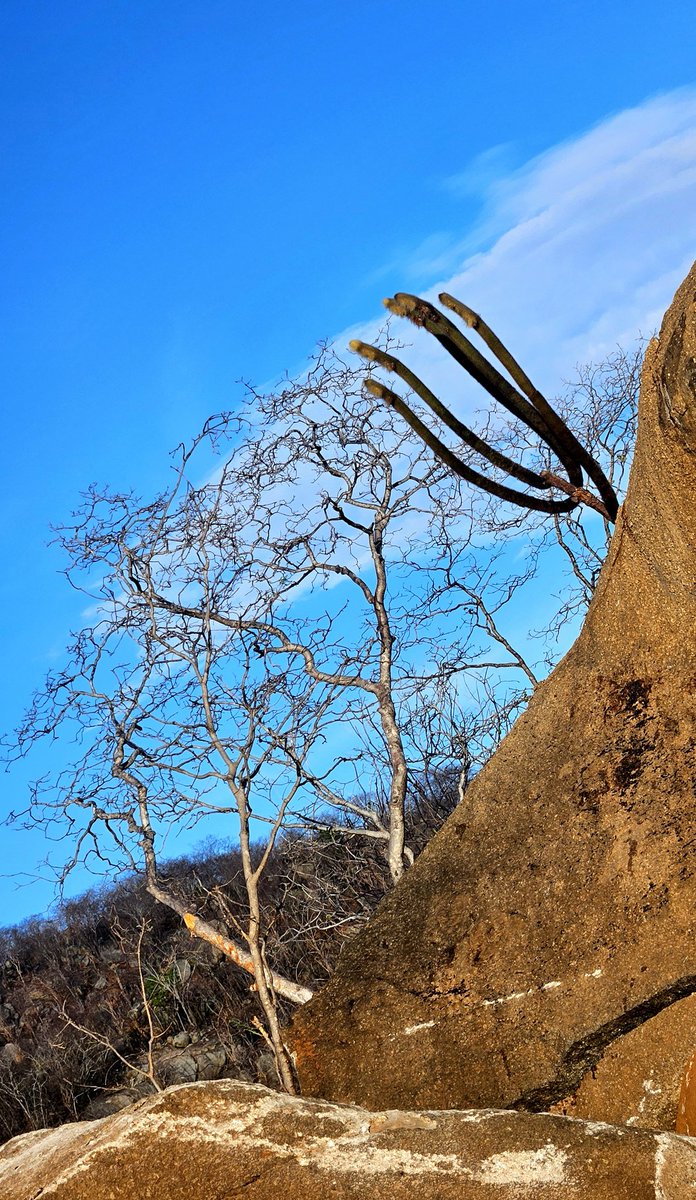 cjsbarros's tweet image. Na Caatinga é assim, tudo junto e misturado #faunafrutoeflor #Caatinga #paraíba #biomabrasileiro #rochas