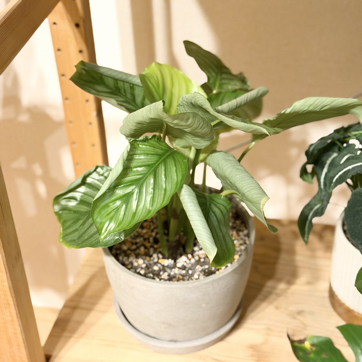 tunneltaro's tweet photo. カラテアオービフォリア、開ききらない葉が多いのが気になります。

#カラテアオービフォリア #calatheaorbifolia #junglevelvet #観葉植物 #foliageplant houseplants greenplants indoorplants 観葉植物のある暮らし グリーンのある暮らし 緑のある暮らし 植物のある暮らし https://t.co/dFhHTMyd3Y