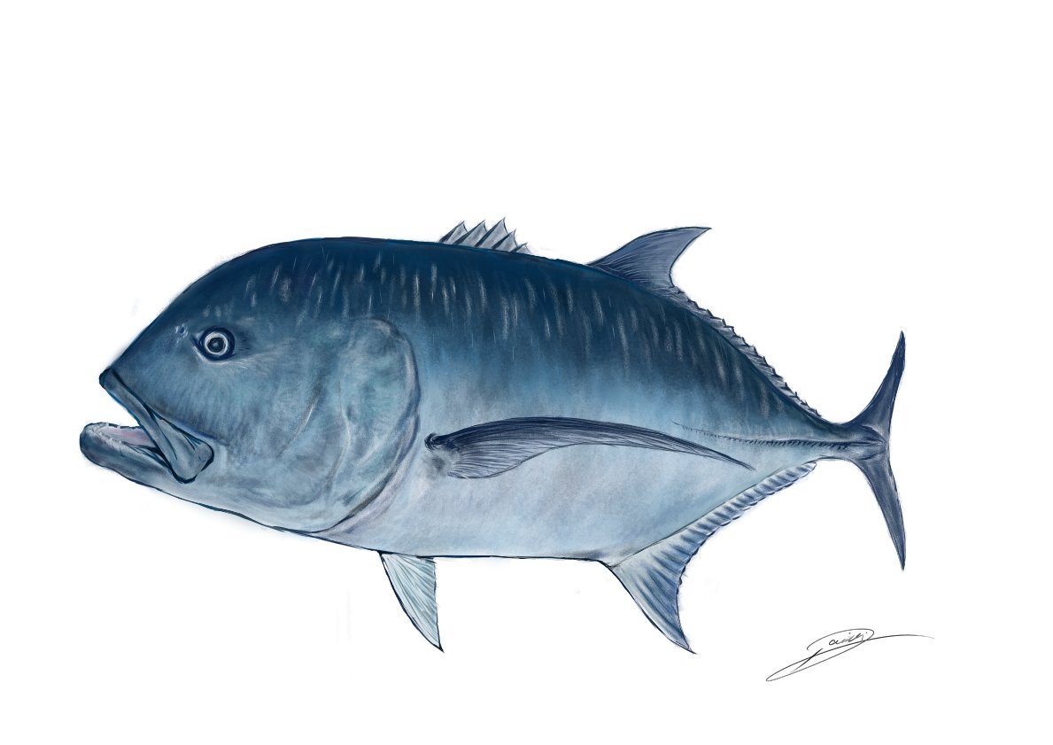 daisukefish's tweet image. 久しぶりにデジタルでゆるロウニン
青メインで描いてみた