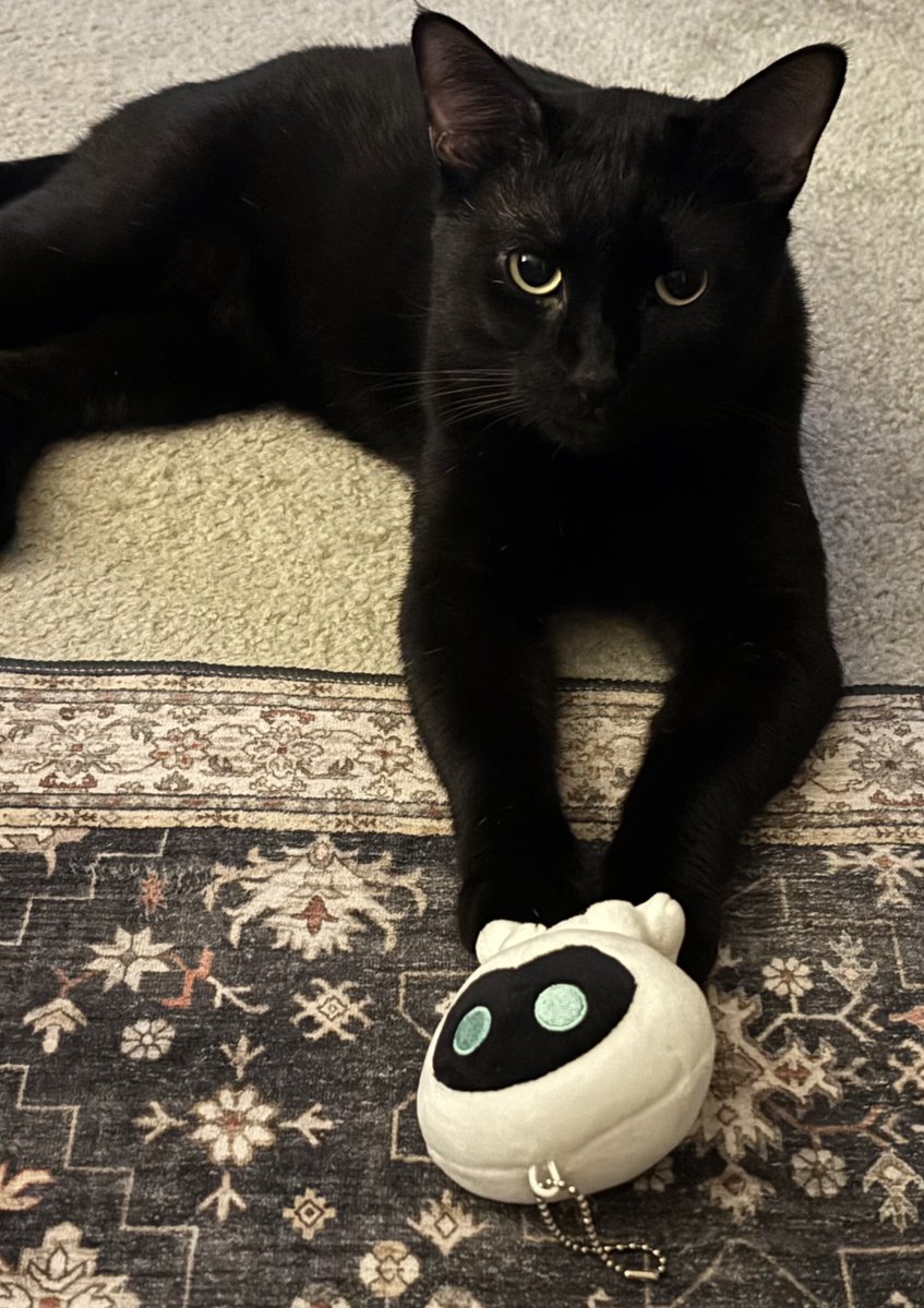 Yoongi, I also have a black cat and i named him…Yoongi 😭😭😭😭 https://t.co/ePD5DFngS1